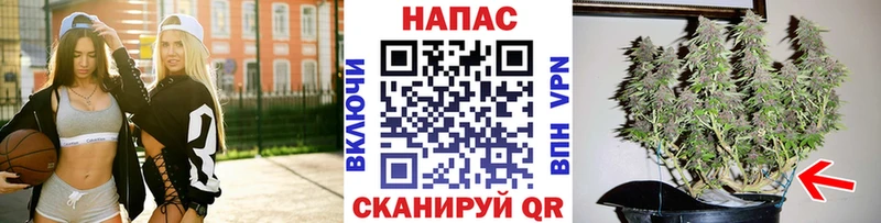 Канабис ГИДРОПОН  Любим 